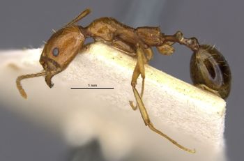 Media type: image;   Entomology 30876 Aspect: habitus lateral view 2